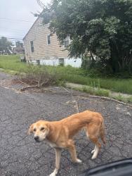 Found/Stray Unknown Dog last seen on the street & roaming throughout yards, Ferguson, MO 63135