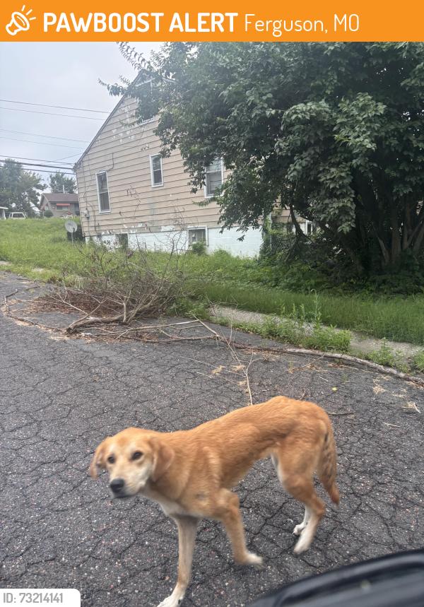 Found/Stray Unknown Dog last seen on the street & roaming throughout yards, Ferguson, MO 63135