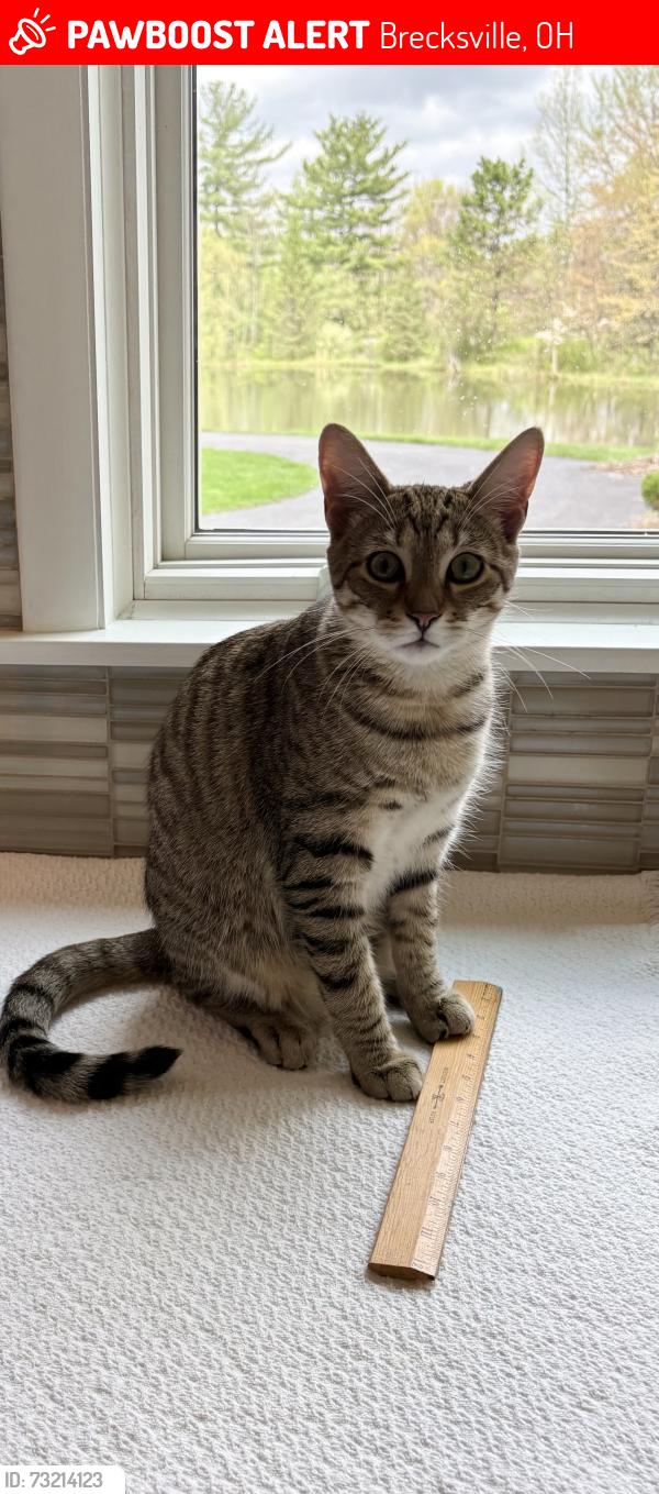 Lost Male Cat last seen Barr Road, Highland Dive, Oakes Road, Brecksville, OH 44141