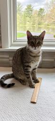 Lost Male Cat last seen Barr Road, Highland Dive, Oakes Road, Brecksville, OH 44141