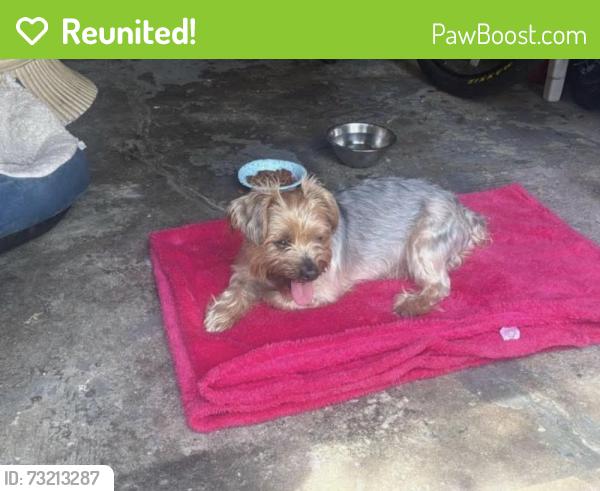Reunited Male Dog last seen Woodfield rd West Hempstead, West Hempstead, NY 11552