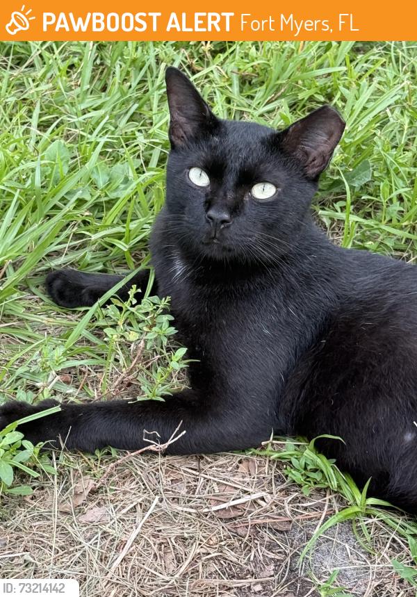 Found/Stray Male Cat last seen Sunset Place and Sunset Rd, Fort Myers, FL 33901