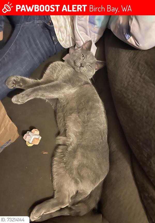 Lost Male Cat last seen Birch Bay, wa, Birch Bay, WA 98230