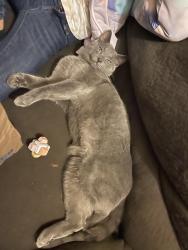 Lost Male Cat last seen Birch Bay, wa, Birch Bay, WA 98230