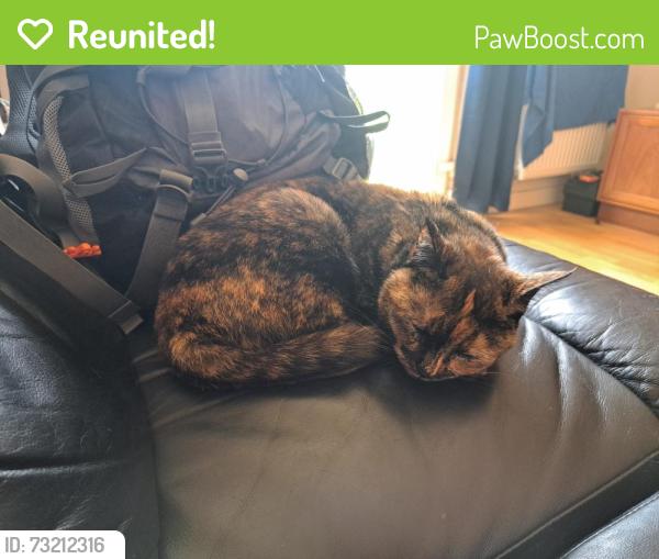 Reunited Female Cat last seen Lincoln chuffer, Lincolnshire, England LN1 3AH