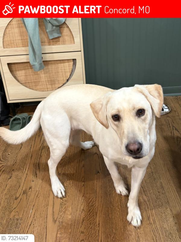 Lost Female Dog last seen Baptist church rd and oasis dr, Concord, MO 63126
