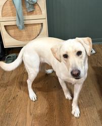 Lost Female Dog last seen Baptist church rd and oasis dr, Concord, MO 63126