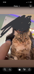 Lost Female Cat last seen Mitchell Mill Rd, Raleigh, NC 27616