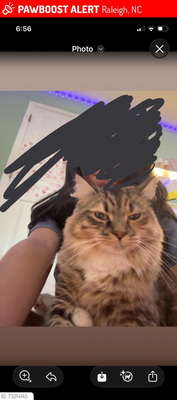 Lost Female Cat last seen Mitchell Mill Rd, Raleigh, NC 27616
