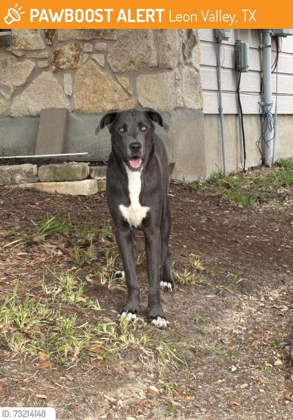 Found/Stray Male Dog last seen Shadow mist, Leon Valley, TX 78238
