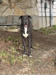 Found/Stray Male Dog last seen Shadow mist, Leon Valley, TX 78238