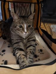 Lost Male Cat last seen Near Irving st Leonia, Leonia, NJ 07605