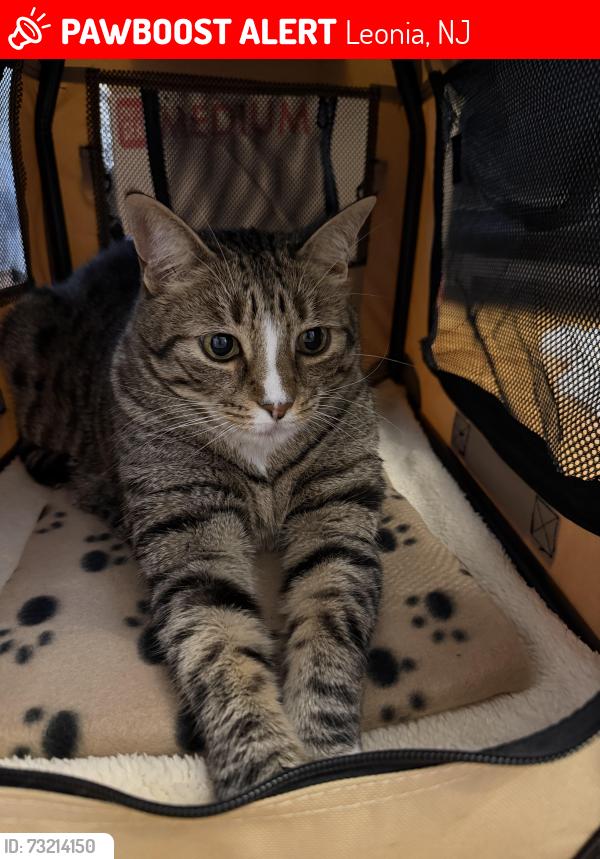 Lost Male Cat last seen Near Irving st Leonia, Leonia, NJ 07605