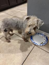 Found/Stray Male Dog last seen Four seasons farm, Kyle, TX 78640