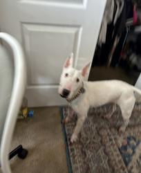 Reunited Female Dog last seen Near Doheny park rd spc 151, Dana Point, CA 92624