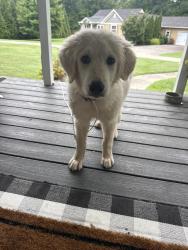 Reunited Unknown Dog last seen East Brainerd Road/Patterson Rd, Chattanooga, TN 37421