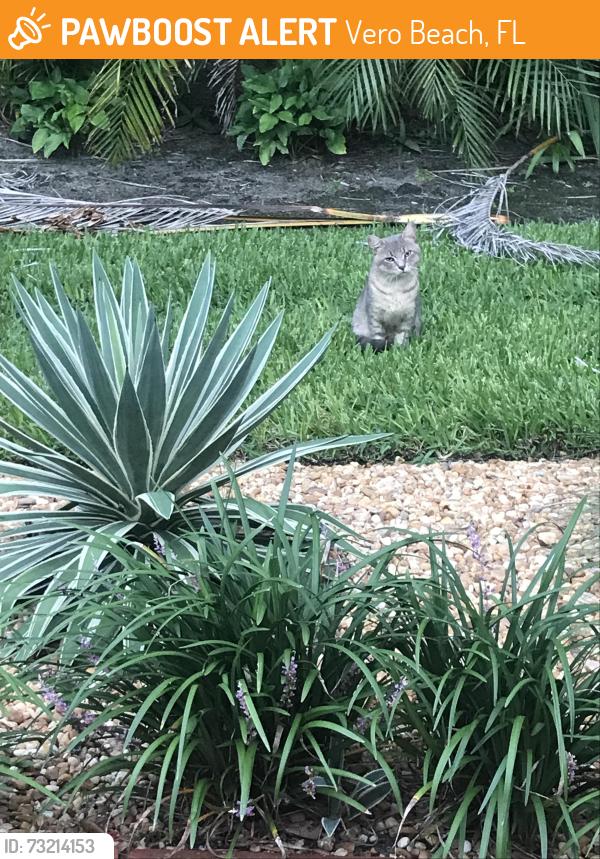 Found/Stray Unknown Cat last seen Avalon Ave & Cordova Ave, Vero Beach, FL 32960