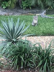 Found/Stray Unknown Cat last seen Avalon Ave & Cordova Ave, Vero Beach, FL 32960