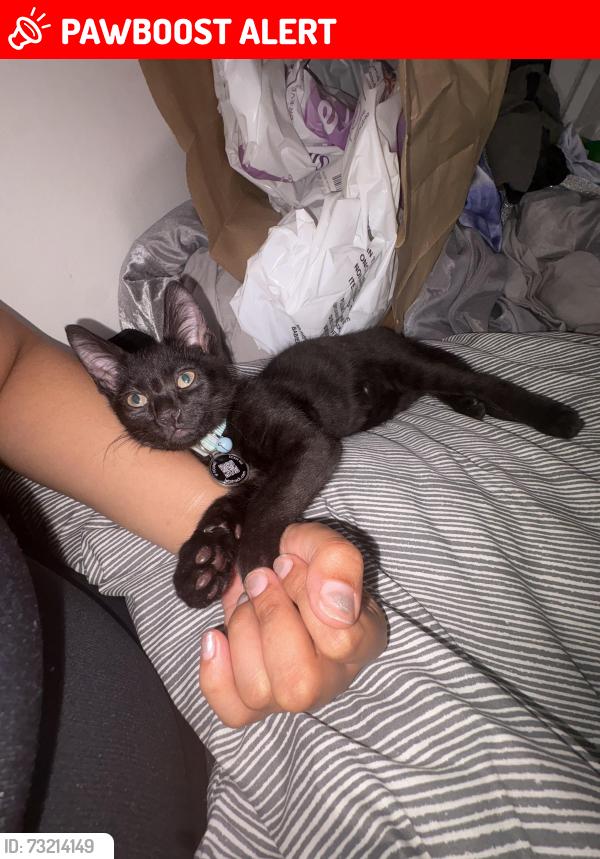 Lost Male Cat last seen Midland Road alleyway near the Premier shop, Peterborough PE3 6DL, Peterborough, England PE3 6DL
