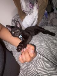 Lost Male Cat last seen Midland Road alleyway near the Premier shop, Peterborough PE3 6DL, Peterborough, England PE3 6DL