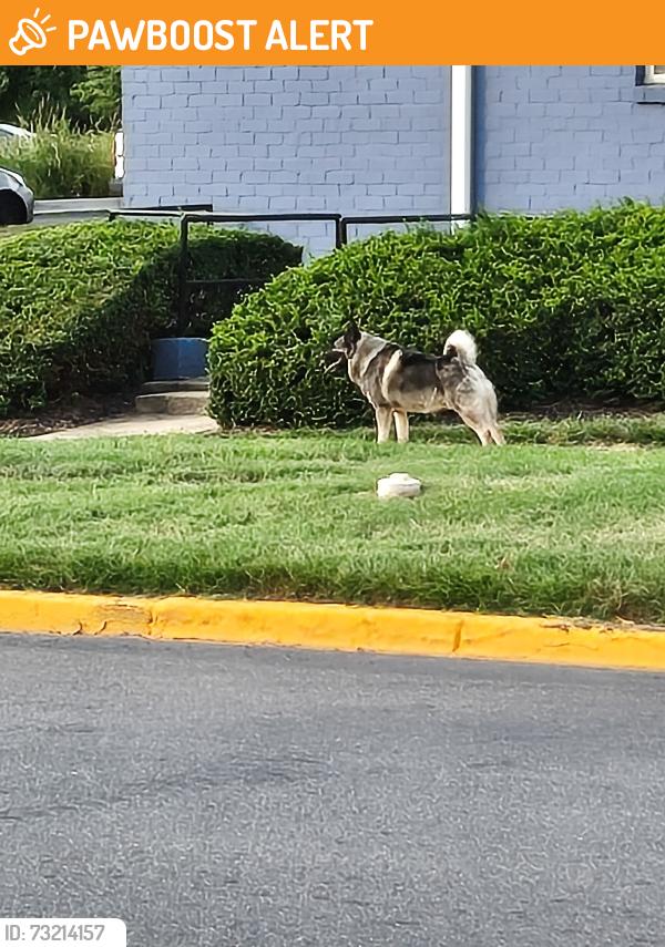 Found/Stray Unknown Dog last seen Between the apmt complex and the Prince George's ballroom/Park area. Mostly the apmt complex., Greater Landover, MD 20785