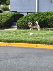 Found/Stray Unknown Dog last seen Between the apmt complex and the Prince George's ballroom/Park area. Mostly the apmt complex., Greater Landover, MD 20785
