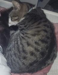 Lost Female Cat last seen Space makers park, merchants school, red onion shop, Hartcliffe, England 