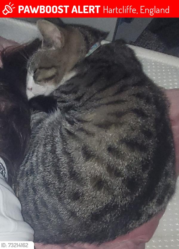 Lost Female Cat last seen Space makers park, merchants school, red onion shop, Hartcliffe, England 