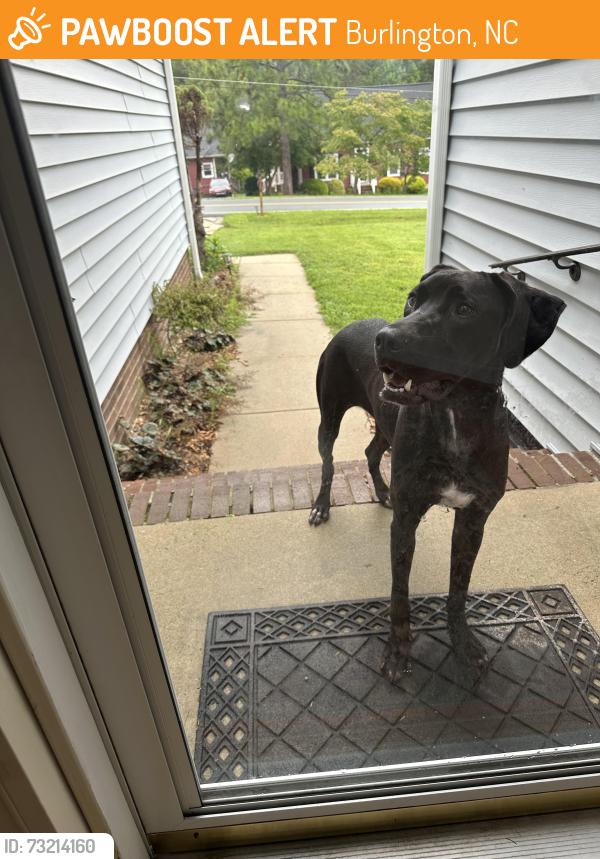 Found/Stray Unknown Dog last seen Near Littlejohn Lane East Burlington NC, Burlington, NC 27217