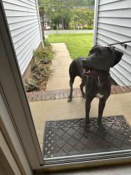 Found/Stray Unknown Dog last seen Near Littlejohn Lane East Burlington NC, Burlington, NC 27217