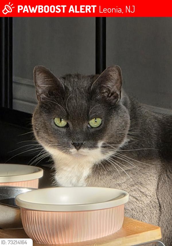 Lost Female Cat last seen Near Irving st Leonia, Leonia, NJ 07605