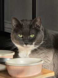 Lost Female Cat last seen Near Irving st Leonia, Leonia, NJ 07605