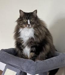 Reunited Female Cat last seen Marquette st, Gardner, MA 01440
