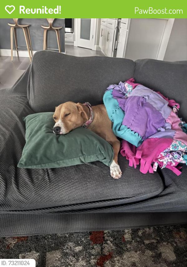 Reunited Female Dog last seen Strahan and borderland, El Paso, TX 79932