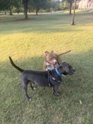 Found/Stray Male Dog last seen Edgemere park near walker and eubanks, Oklahoma City, OK 73118
