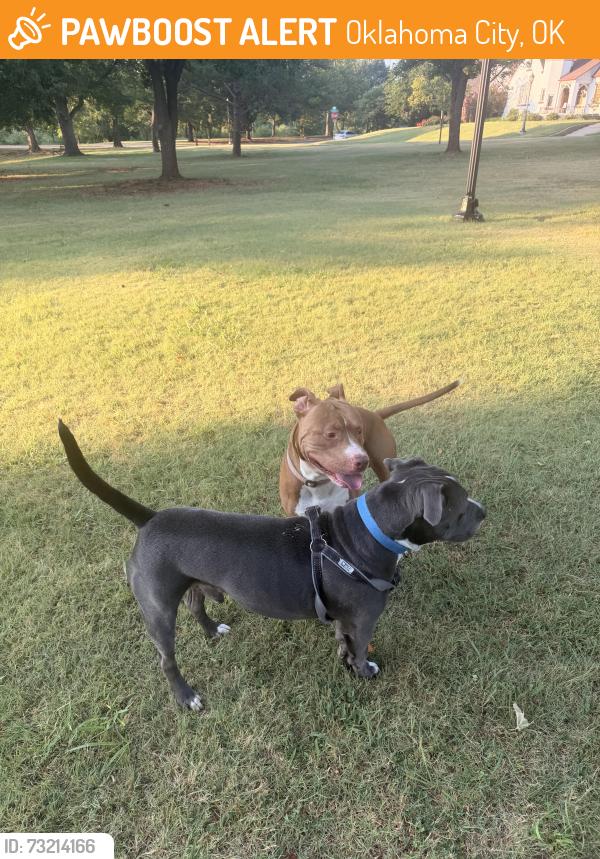 Found/Stray Male Dog last seen Edgemere park near walker and eubanks, Oklahoma City, OK 73118