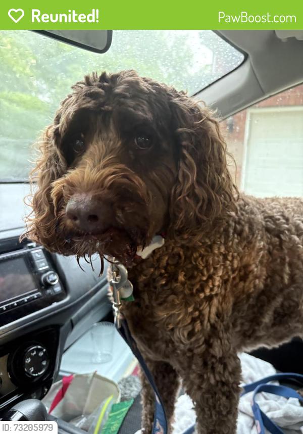 Reunited Male Dog last seen Ox bottom road, Tallahassee, FL 32312