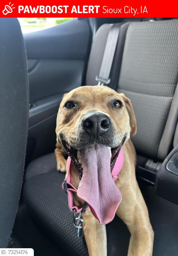 Lost Female Dog last seen East high school, Sioux City, IA 51106