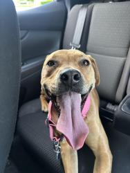 Lost Female Dog last seen East high school, Sioux City, IA 51106