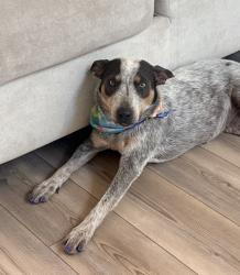 Reunited Female Dog last seen Near Buc-Cree and Green Acres in Melissa, Melissa, TX 75454