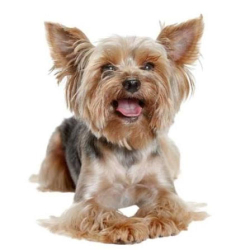 Found/Stray Unknown Dog last seen Near E Washington Ln, Philadelphia, PA 19138, Philadelphia, PA 19138