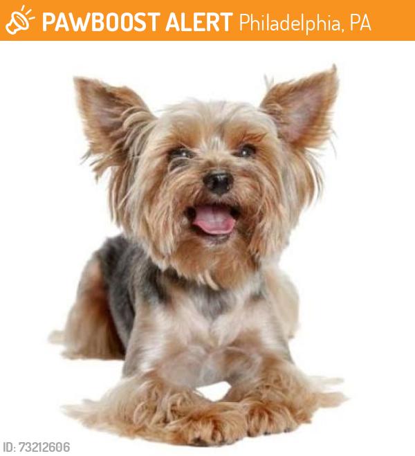 Found/Stray Unknown Dog last seen Near E Washington Ln, Philadelphia, PA 19138, Philadelphia, PA 19138