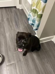 Found/Stray Male Dog last seen Ginn dealership on Access Rd, Crowell Rd, Covington, GA 30014
