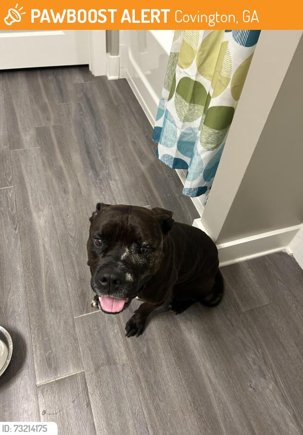 Found/Stray Male Dog last seen Ginn dealership on Access Rd, Crowell Rd, Covington, GA 30014