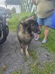 Reunited Unknown Dog last seen 34th court, Panama City, FL 32412