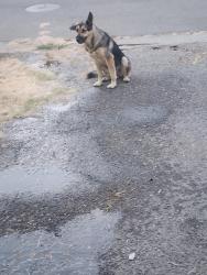 Found/Stray Unknown Dog last seen S drake ave stockton ca, Stockton, CA 95215