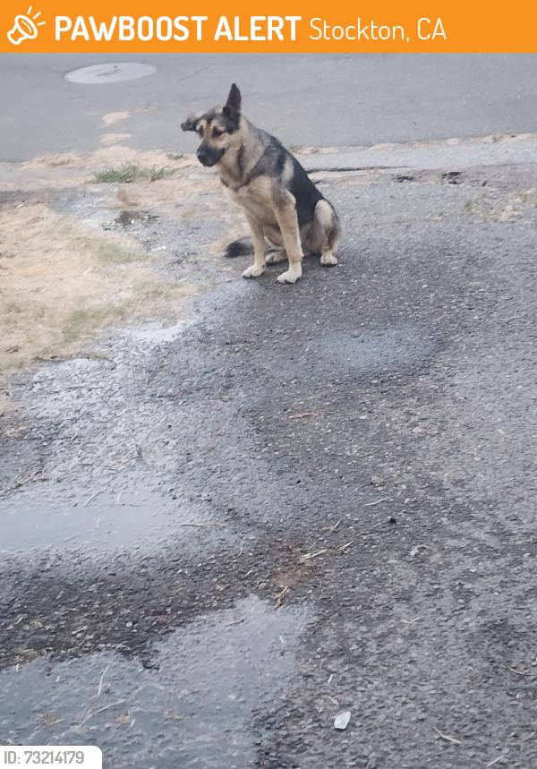Found/Stray Unknown Dog last seen S drake ave stockton ca, Stockton, CA 95215