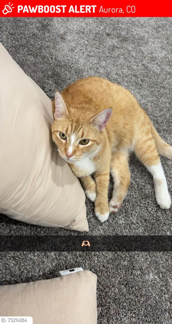 Lost Male Cat last seen 21st cir and Ceylon st, Aurora, CO 80011