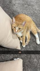 Lost Male Cat last seen 21st cir and Ceylon st, Aurora, CO 80011