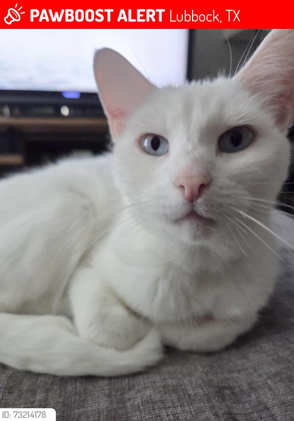 Lost Female Cat last seen 74th & Ave P, Lubbock, TX 79423